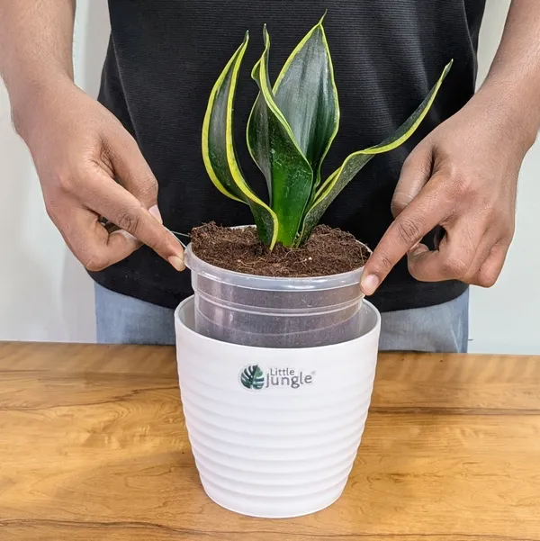 Sansevieria_Black_Jack,_With_White_Decor_Plant