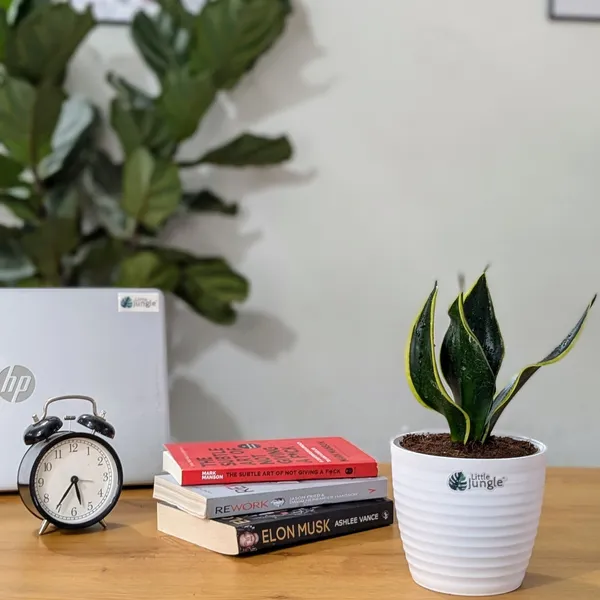Sansevieria_Black_Jack,_With_White_Decor_Plant