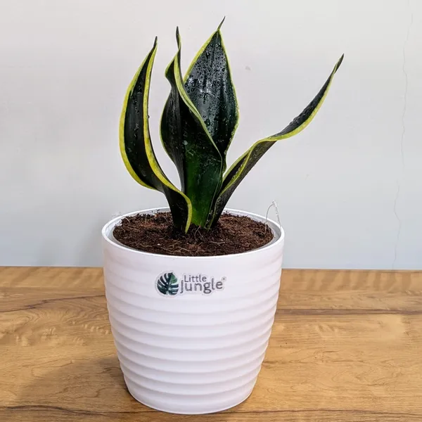 Sansevieria_Black_Jack,_With_White_Decor_Plant