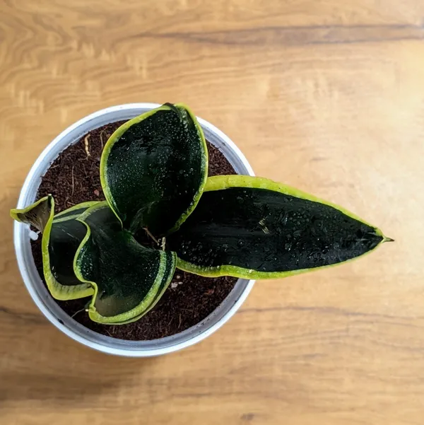 Sansevieria_Black_Jack,_With_White_Decor_Plant