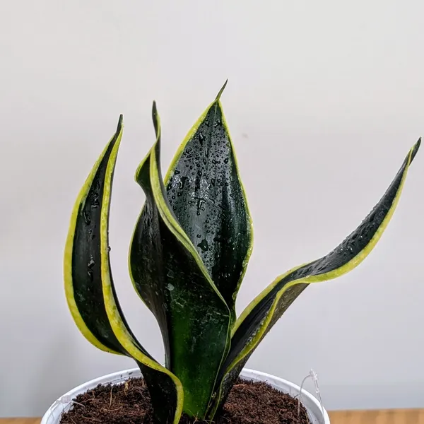 Sansevieria_Black_Jack,_With_White_Decor_Plant