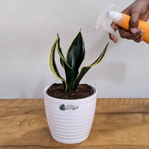 Sansevieria_Black_Jack,_With_White_Decor_Plant