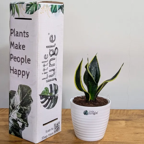 Sansevieria_Black_Jack,_With_White_Decor_Plant