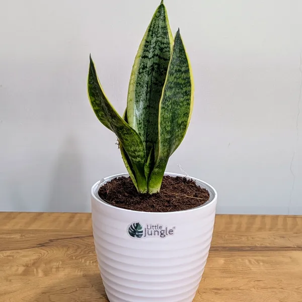 Sansevieria_Laurentii,_With_White_Decor_Plant