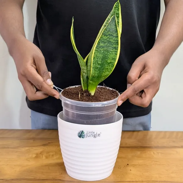 Sansevieria_Laurentii,_With_White_Decor_Plant