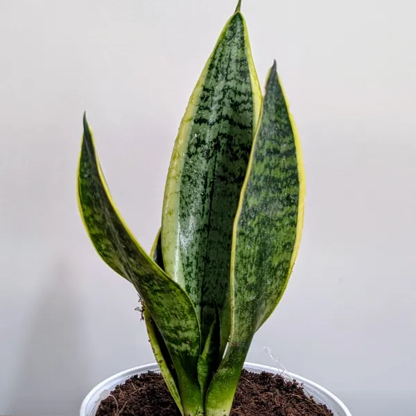 Sansevieria_Laurentii,_With_White_Decor_Plant