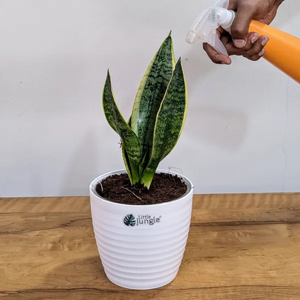 Sansevieria_Laurentii,_With_White_Decor_Plant
