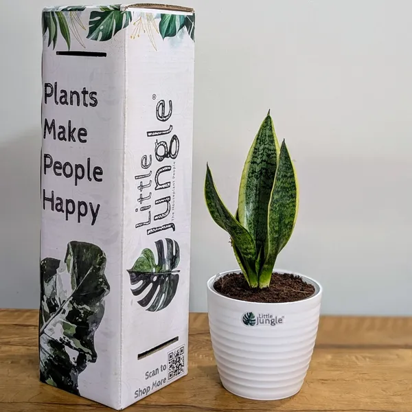 Sansevieria_Laurentii,_With_White_Decor_Plant