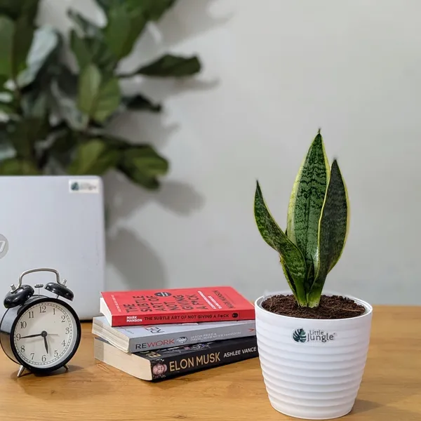 Sansevieria_Laurentii,_With_White_Decor_Plant