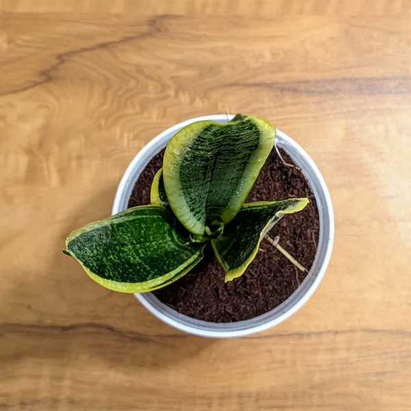 Sansevieria_Laurentii,_With_White_Decor_Plant