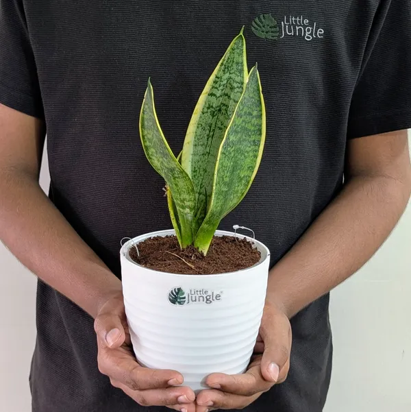 Sansevieria_Laurentii,_With_White_Decor_Plant