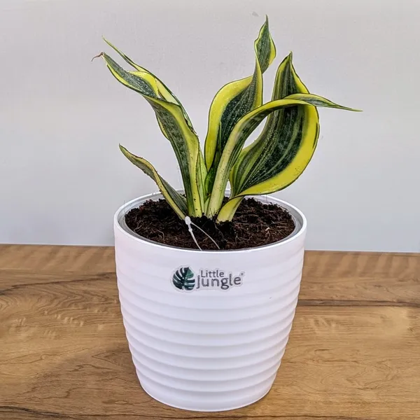 Sansevieria_Gold_Dust,_With_White_Decor_Plant