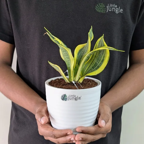Sansevieria_Gold_Dust,_With_White_Decor_Plant