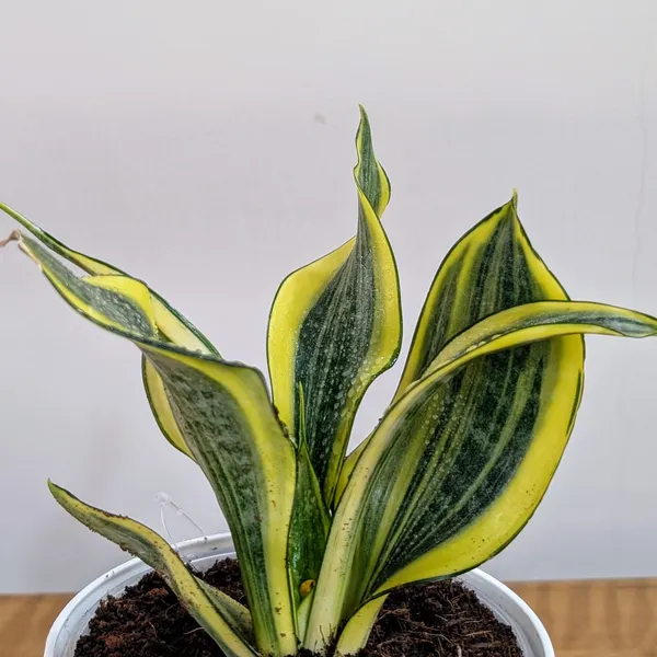 Sansevieria_Gold_Dust,_With_White_Decor_Plant