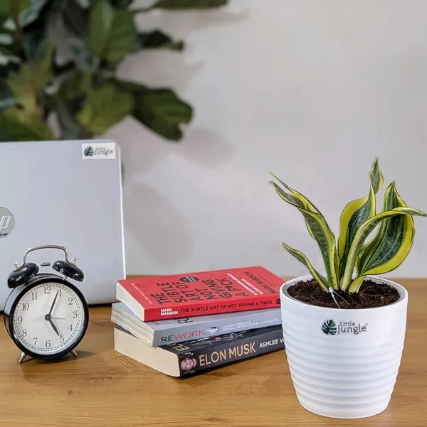 Sansevieria_Gold_Dust,_With_White_Decor_Plant