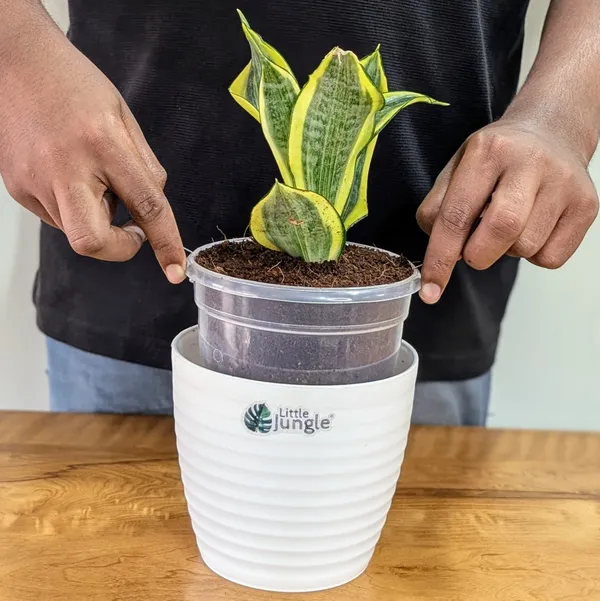 Sansevieria_Gold_Dust,_With_White_Decor_Plant
