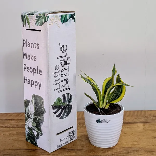 Sansevieria_Gold_Dust,_With_White_Decor_Plant