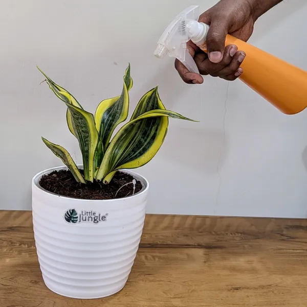 Sansevieria_Gold_Dust,_With_White_Decor_Plant