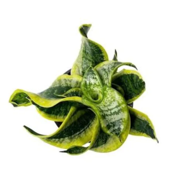 Sansevieria_Tornado_Twist,_With_White_Decor_Plant