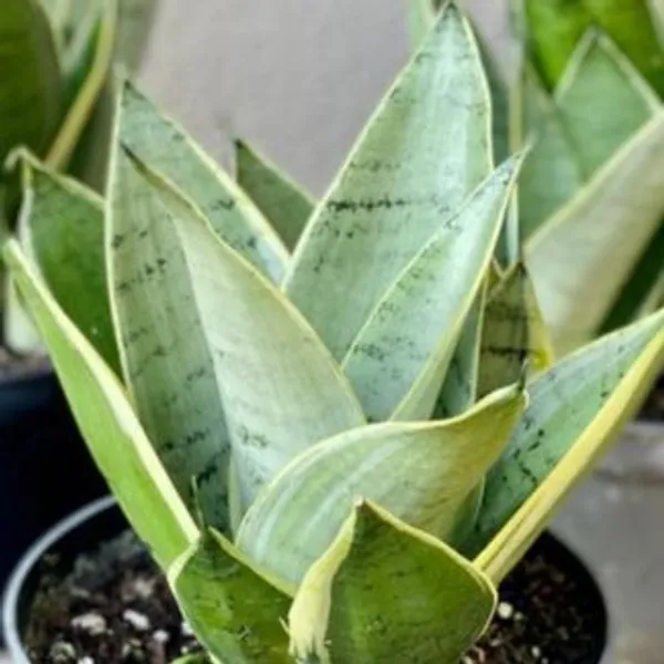 Sansevieria_Night_Owl,_With_White_Decor_Plant