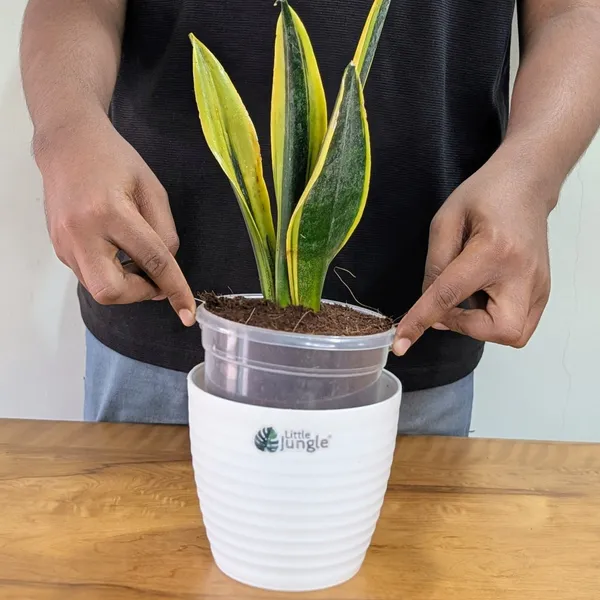 Sansevieria_Flame,_With_White_Decor_Plant