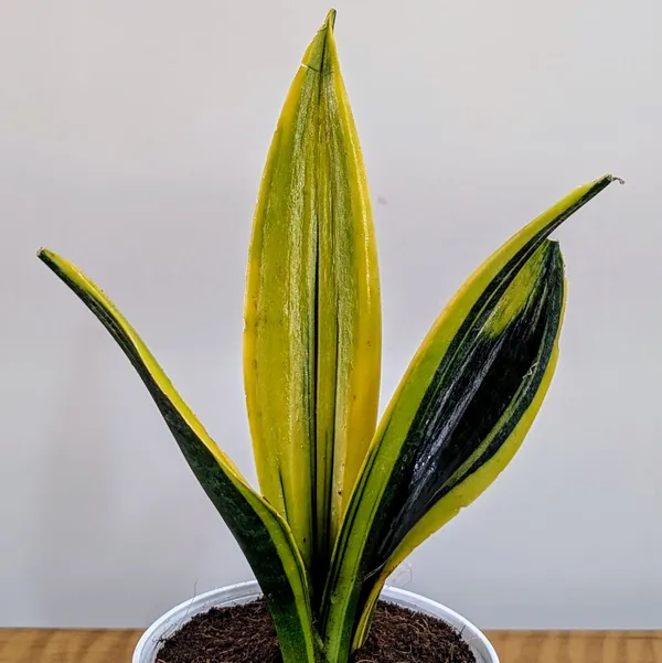 Sansevieria_Flame,_With_White_Decor_Plant