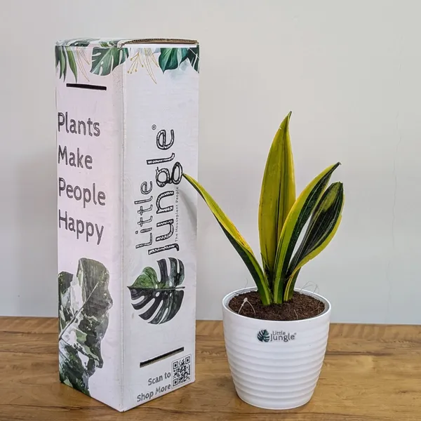 Sansevieria_Flame,_With_White_Decor_Plant