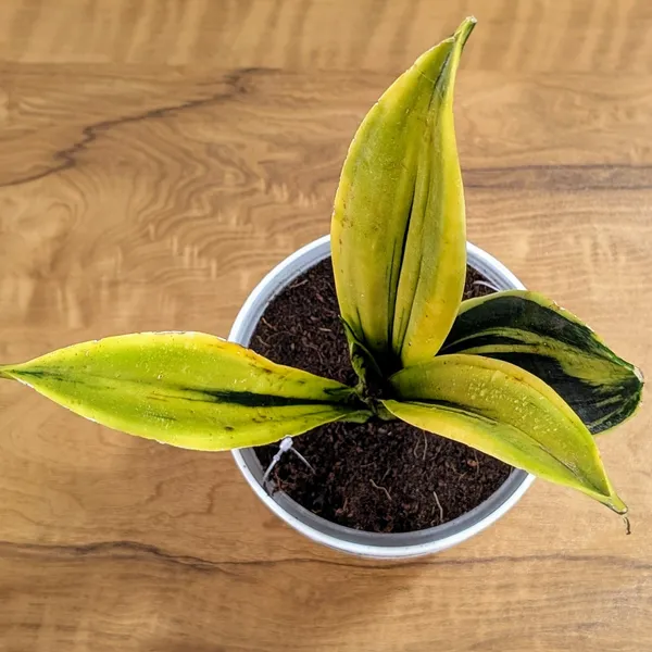 Sansevieria_Flame,_With_White_Decor_Plant