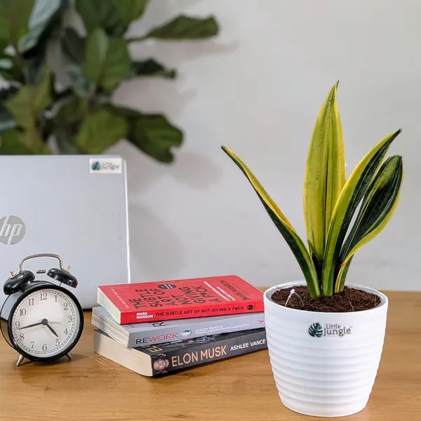 Sansevieria_Flame,_With_White_Decor_Plant