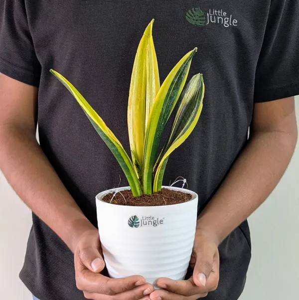 Sansevieria_Flame,_With_White_Decor_Plant