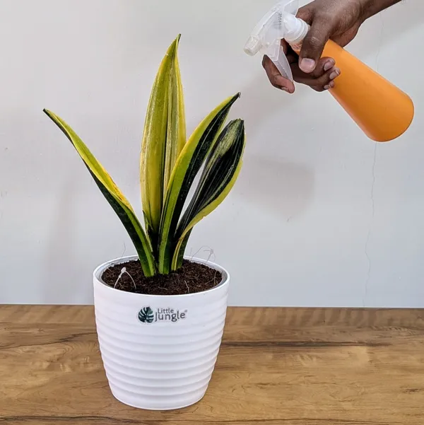 Sansevieria_Flame,_With_White_Decor_Plant