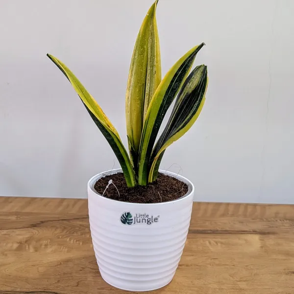 Sansevieria_Flame,_With_White_Decor_Plant