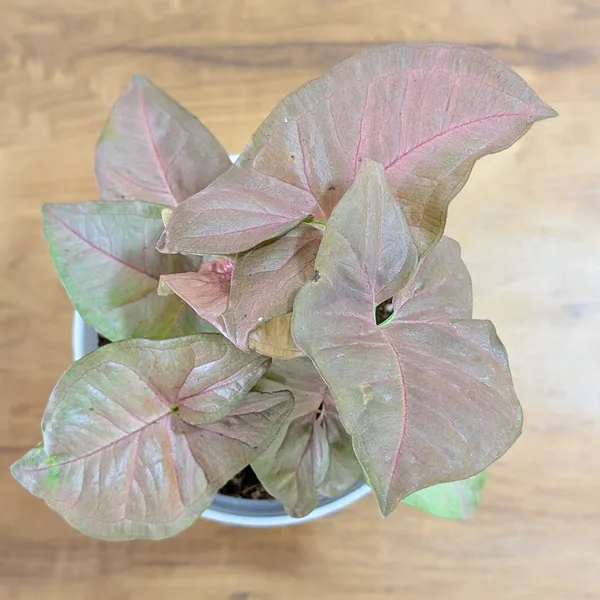 Syngonium_Pink,_With_White_Decor_Plant