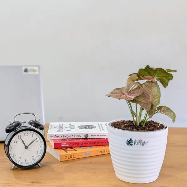 Syngonium_Pink,_With_White_Decor_Plant