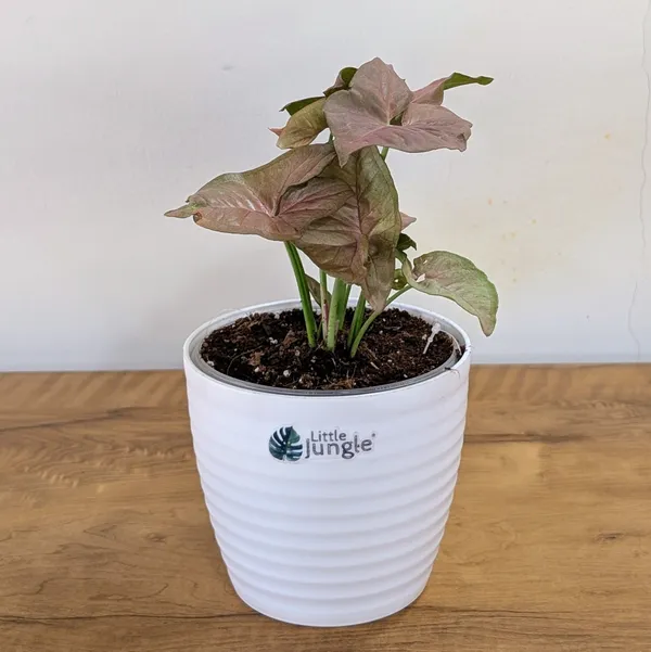 Syngonium_Pink,_With_White_Decor_Plant