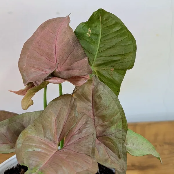 Syngonium_Pink,_With_White_Decor_Plant