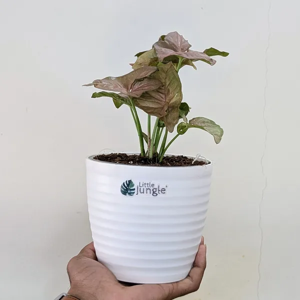Syngonium_Pink,_With_White_Decor_Plant