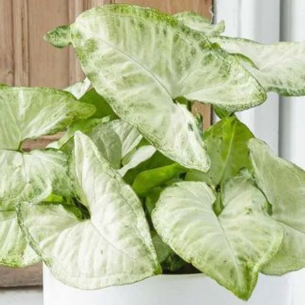 Syngonium_Butterfly,_With_White_Decor_Plant