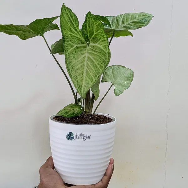 Syngonium_Butterfly,_With_White_Decor_Plant