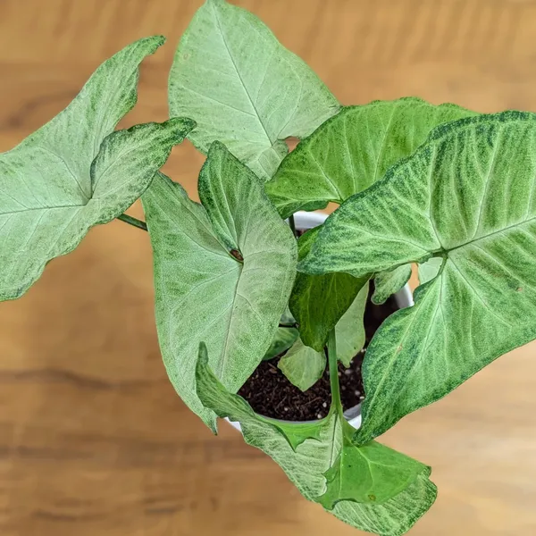 Syngonium_Butterfly,_With_White_Decor_Plant
