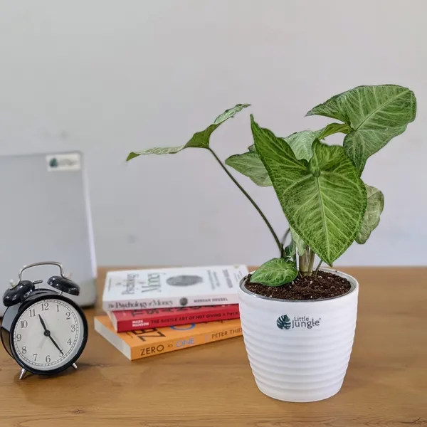 Syngonium_Butterfly,_With_White_Decor_Plant