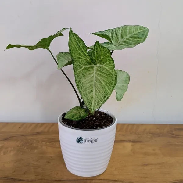 Syngonium_Butterfly,_With_White_Decor_Plant