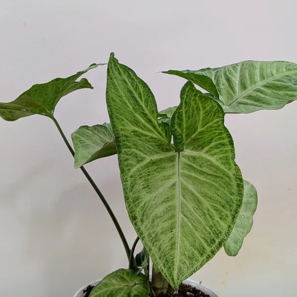 Syngonium_Butterfly,_With_White_Decor_Plant