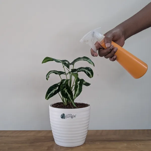 Syngonium_Wendlandii,_With_White_Decor_Plant