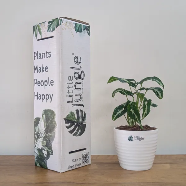 Syngonium_Wendlandii,_With_White_Decor_Plant