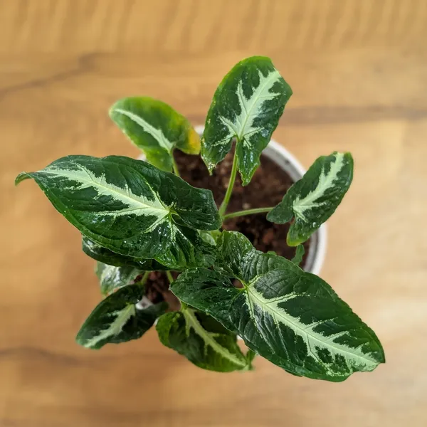 Syngonium_Wendlandii,_With_White_Decor_Plant