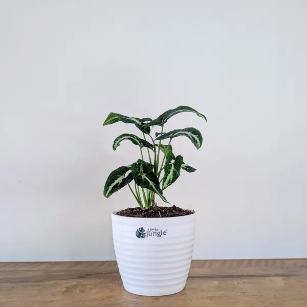 Syngonium_Wendlandii,_With_White_Decor_Plant