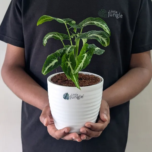 Syngonium_Wendlandii,_With_White_Decor_Plant