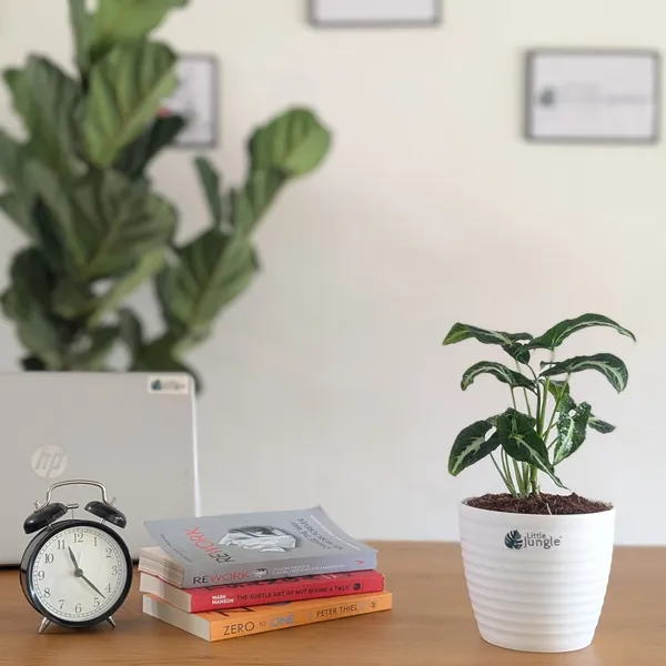 Syngonium_Wendlandii,_With_White_Decor_Plant