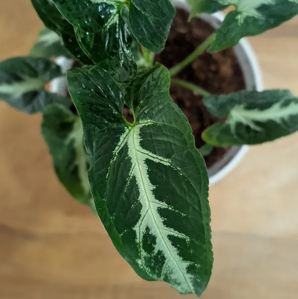 Syngonium_Wendlandii,_With_White_Decor_Plant